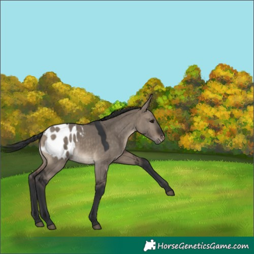Horse Color:Brown Dun Appaloosa 