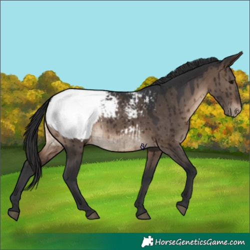 Horse Color:Brown Dun Snowcap Brindle 