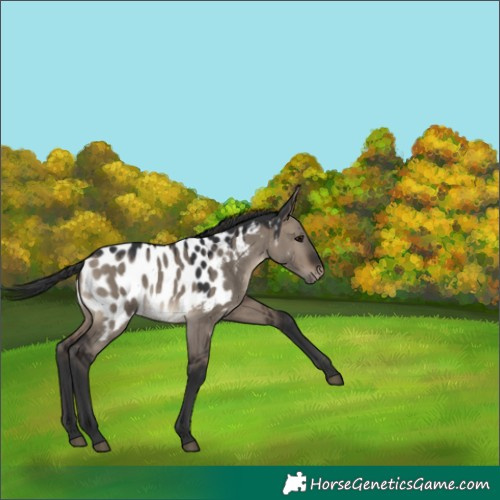 Horse Color:Brown Dun Near Leopard 