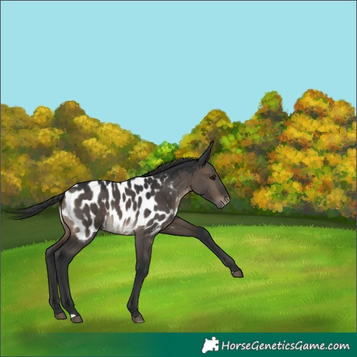 Horse Color:Brown Dun Appaloosa 