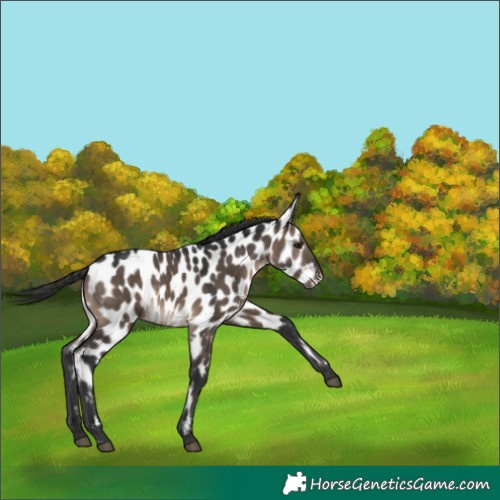 Horse Color:Brown Dun Near Leopard 