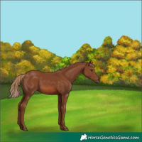Horse Color:Chestnut 