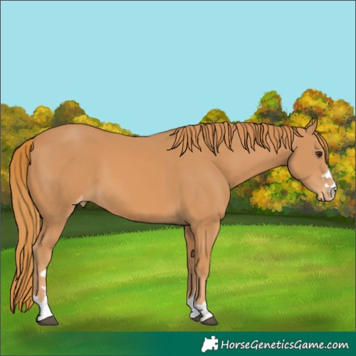 Horse Color:Chestnut Appaloosa 