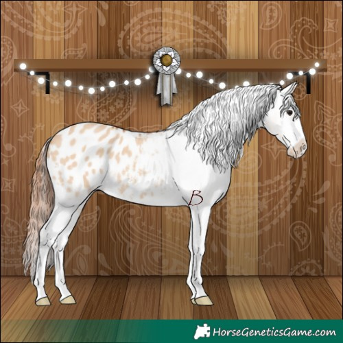 Horse Color:Bay Dun Sabino Appaloosa 