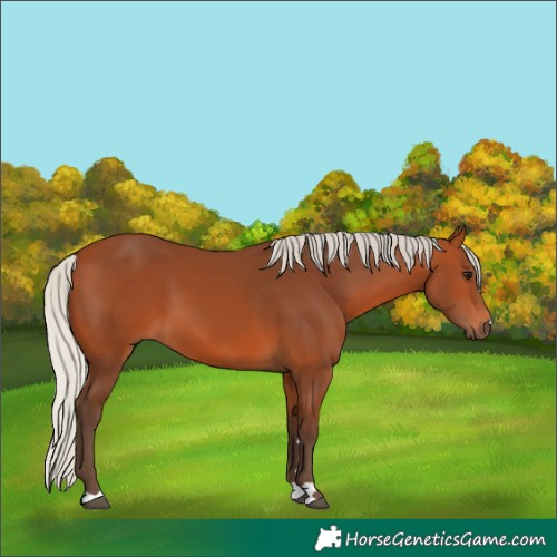 Horse Color:Unknown 