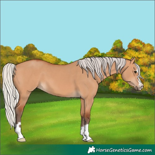 Horse Color:Unknown 