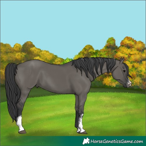 Horse Color:Unknown 