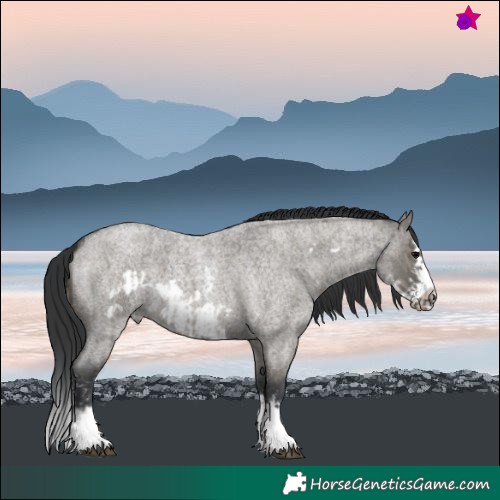 Horse Color:Grullo Roan Sabino Splash  and Grullo Roan Sabino Splash Frame 