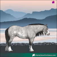 Horse Color:Grullo Roan Sabino Splash and Grullo Roan Sabino Splash Frame