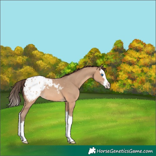 Horse Color:Amber Champagne Splash Appaloosa 
