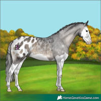 Horse Color:Blue Onyx Splash Appaloosa 