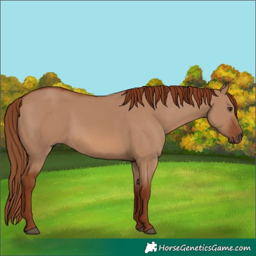 Horse Color:Red Dun