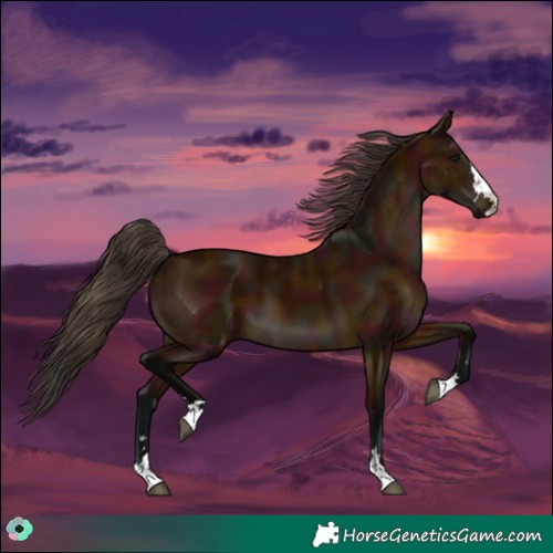 Horse Color:Midnight Bay 
