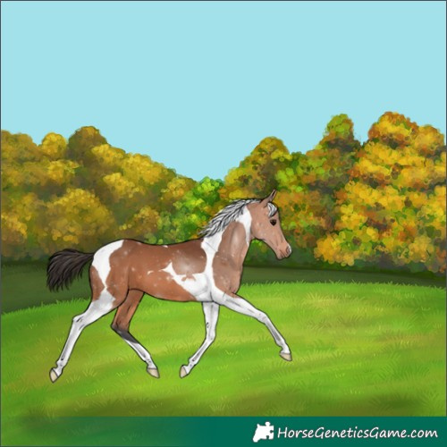 Horse Color:Bay Tobiano 