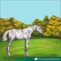 Horse Color:White Spotted Chocolate Silver Grullo Chinchilla Rabicano 