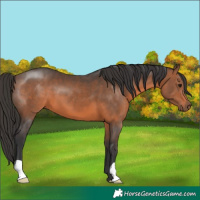 Horse Color:Brown 