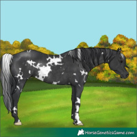 Horse Color:White Spotted Black Rabicano 