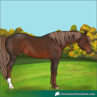 Horse Color:Liver Chestnut 