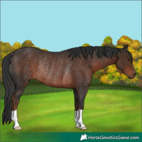 Horse Color:Liver Chestnut Rabicano