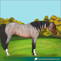 Horse Color:Brown Roan