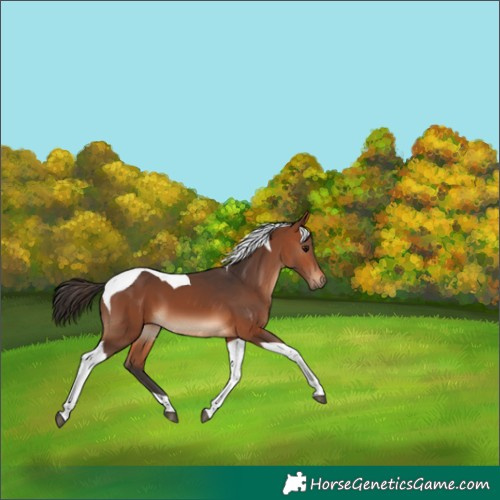 Horse Color:Bay Tobiano 