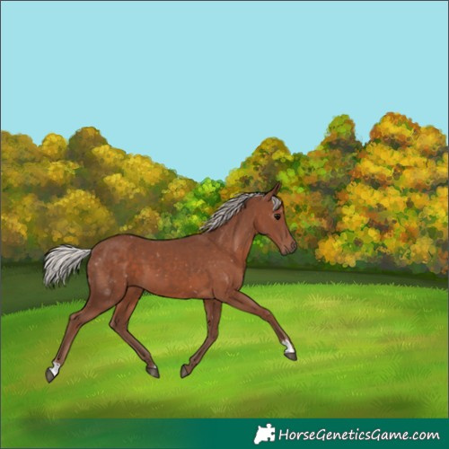 Horse Color:Silver Black 