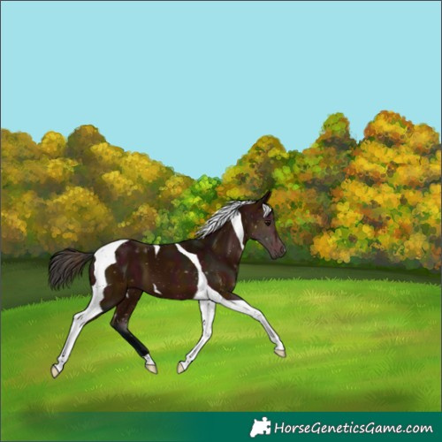 Horse Color:Midnight Bay Tobiano 
