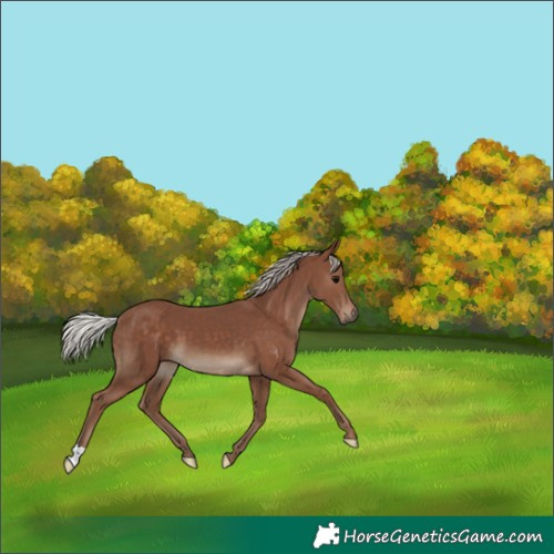 Horse Color:Silver Black 