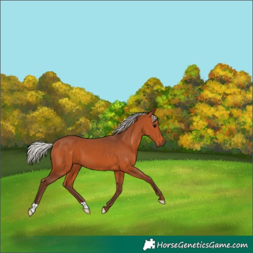 Horse Color:Silver Bay 