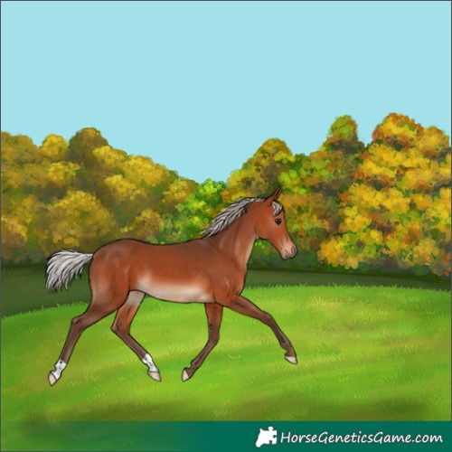 Horse Color:Silver Brown 