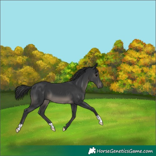 Horse Color:Black 