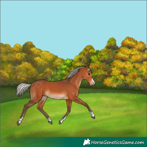 Horse Color:Silver Bay 