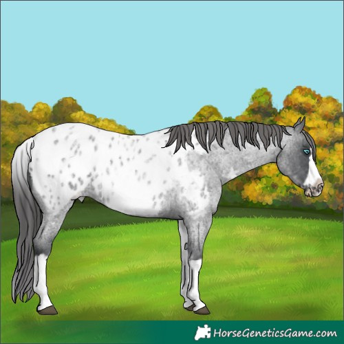 Horse Color:White Spotted Blue Roan Splash Frame Appaloosa 