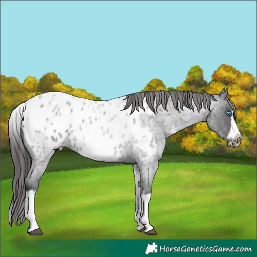 Horse Color:White Spotted Blue Roan Splash Frame Appaloosa 