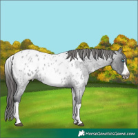 Horse Color:White Spotted Blue Roan Splash Frame Appaloosa