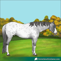 Horse Color:White Spotted Blue Roan Splash Frame Appaloosa 