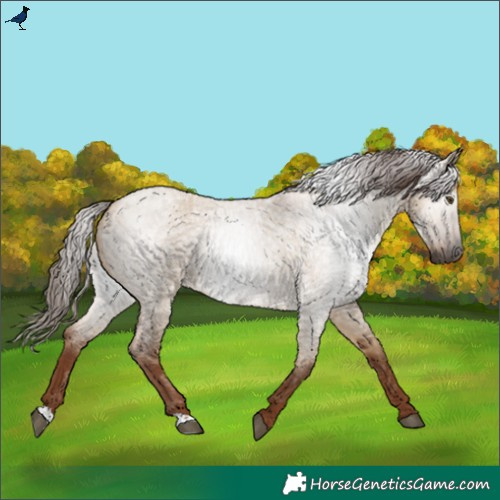 Horse Color:Gray Red Dun Roan 