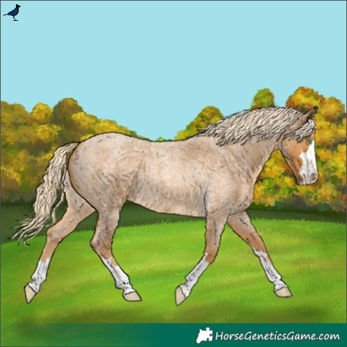 Horse Color:Palomino Roan 