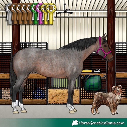 Horse Color:Brown Roan 