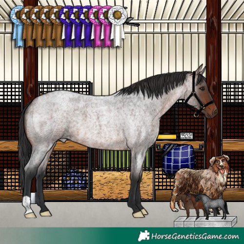 Horse Color:Brown Roan 