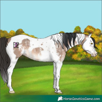 Horse Color:Bay Dun Mushroom Sabino Splash Tobiano 