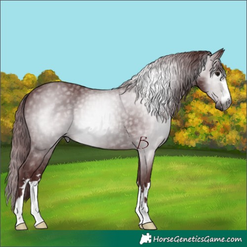 Horse Color:Gray Chocolate Black 