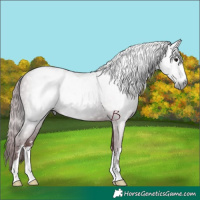 Horse Color:Gray Chocolate Black