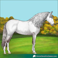 Horse Color:Gray Chocolate Black