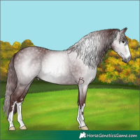 Horse Color:Gray Chocolate Black 
