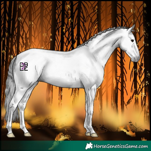 Horse Color:Gray Black Tobiano