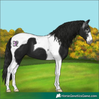 Horse Color:Gray Black Tobiano 