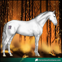 Horse Color:Gray Black Tobiano 