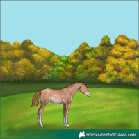 Horse Color:White Spotted Gold Champagne Tobiano Rabicano