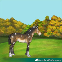 Horse Color:White Spotted Buckskin Tobiano 